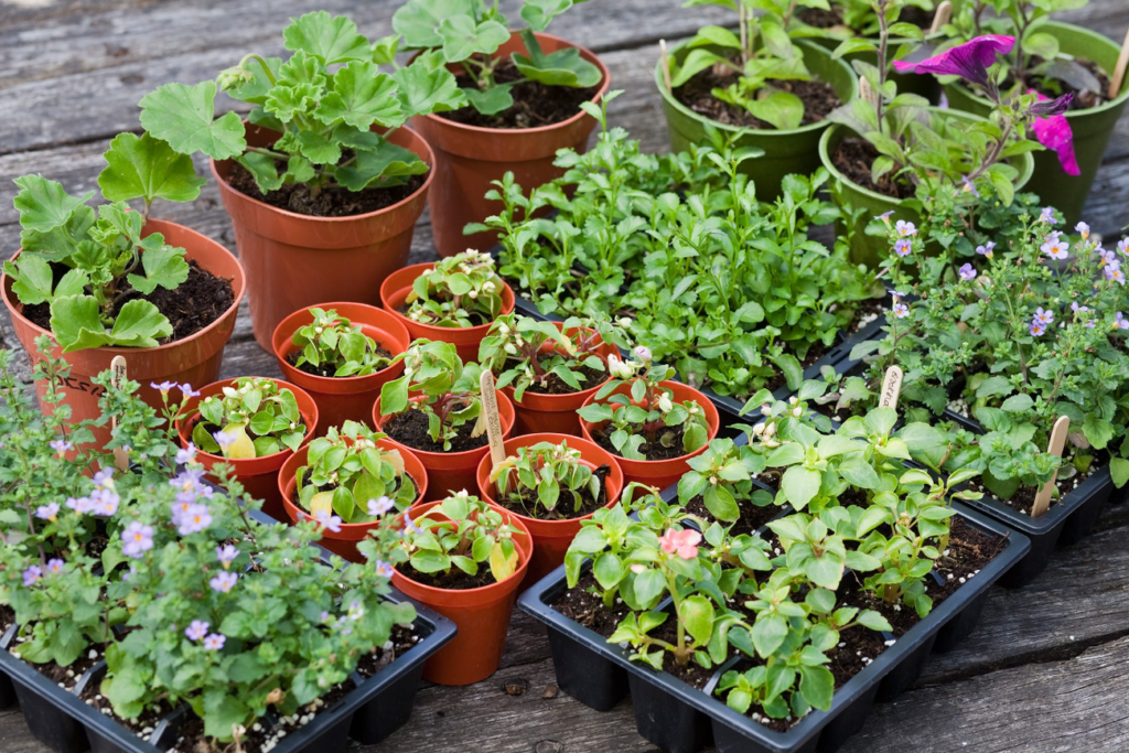 Online Plant Nursery Market Growth Drivers & Opportunities 2024-2030